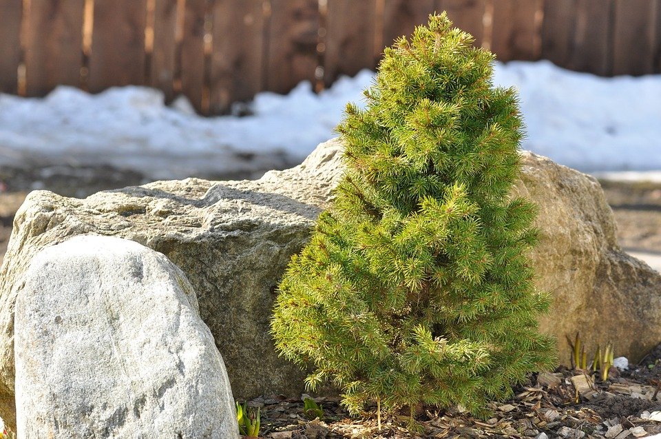 Канадская ель (44 фото): северная красавица в садах умеренных широт